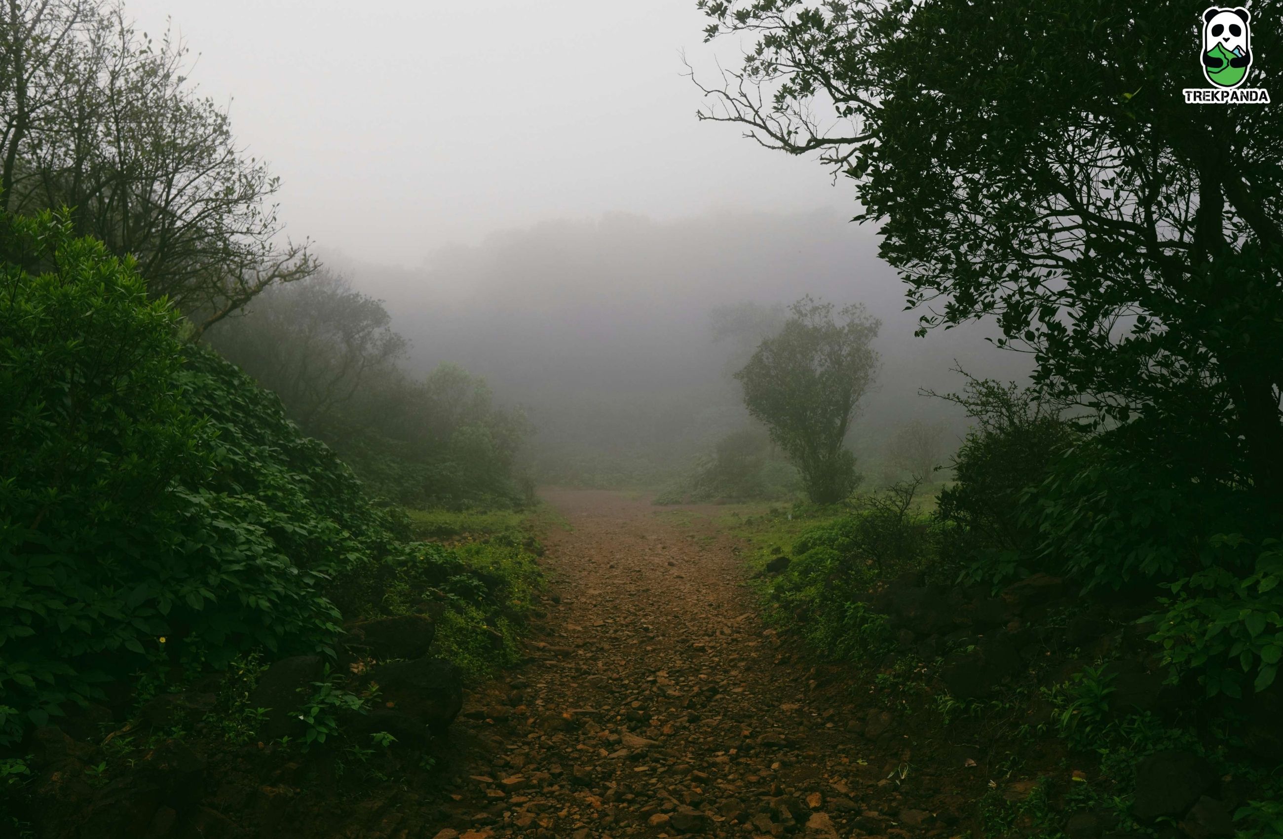 Bhimashankar Forests